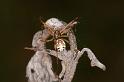Latrodectus_hasselti_D7179_Z_89_Kidmans camp_Australie